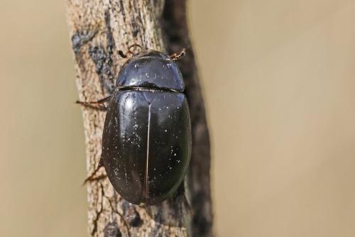 Réf. 341 951 : Hydrochara caraboides